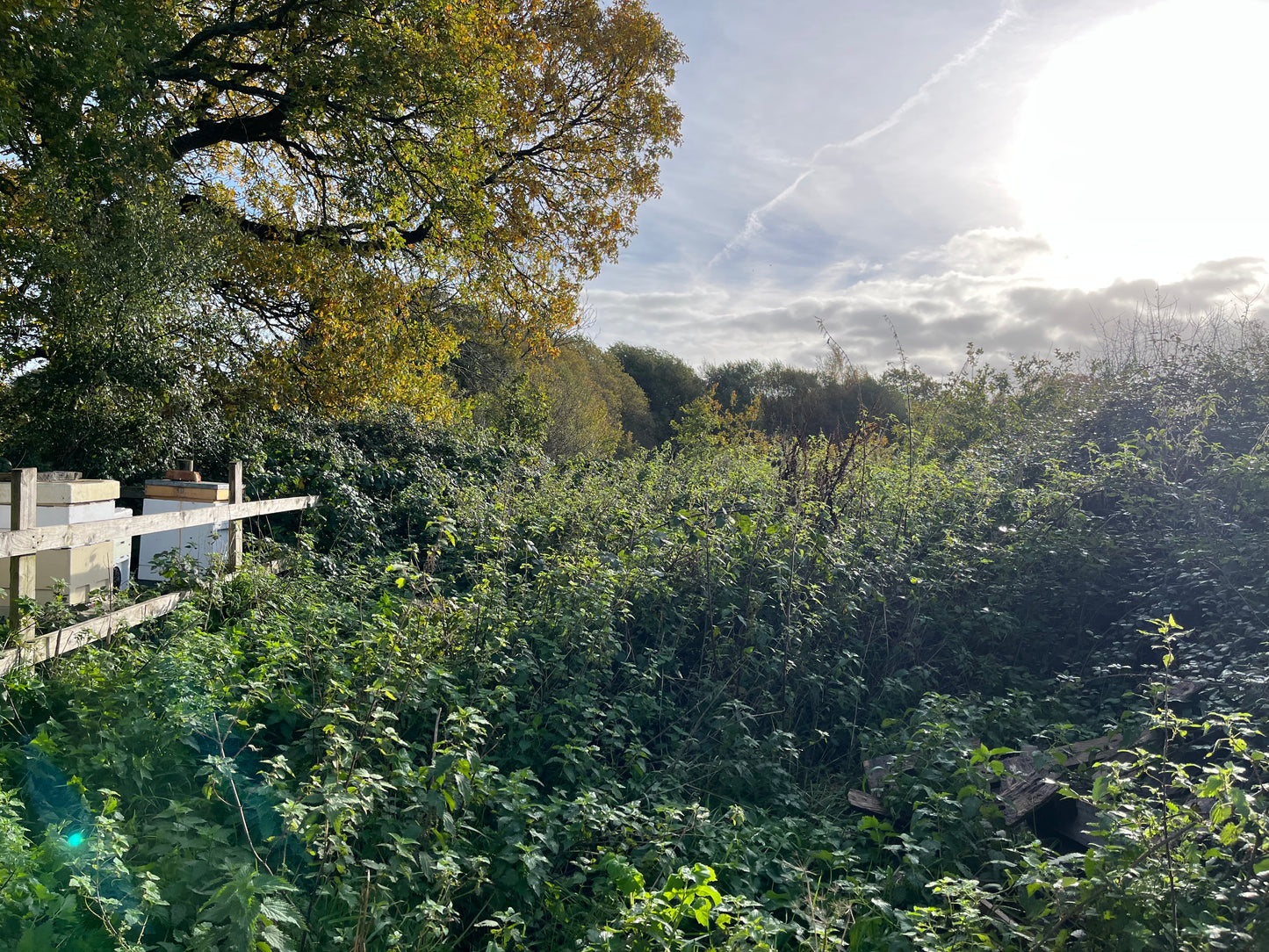 Non Branded Beehives - Hosted on our Charity/Farms