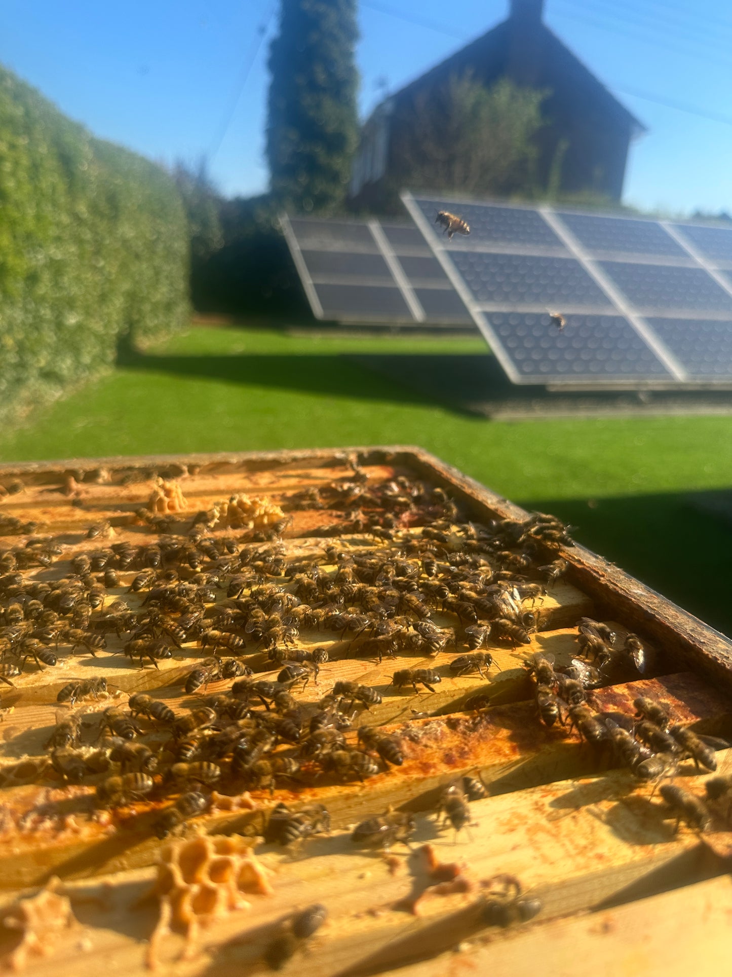 Non Branded Beehives - Hosted on our Charity/Farms