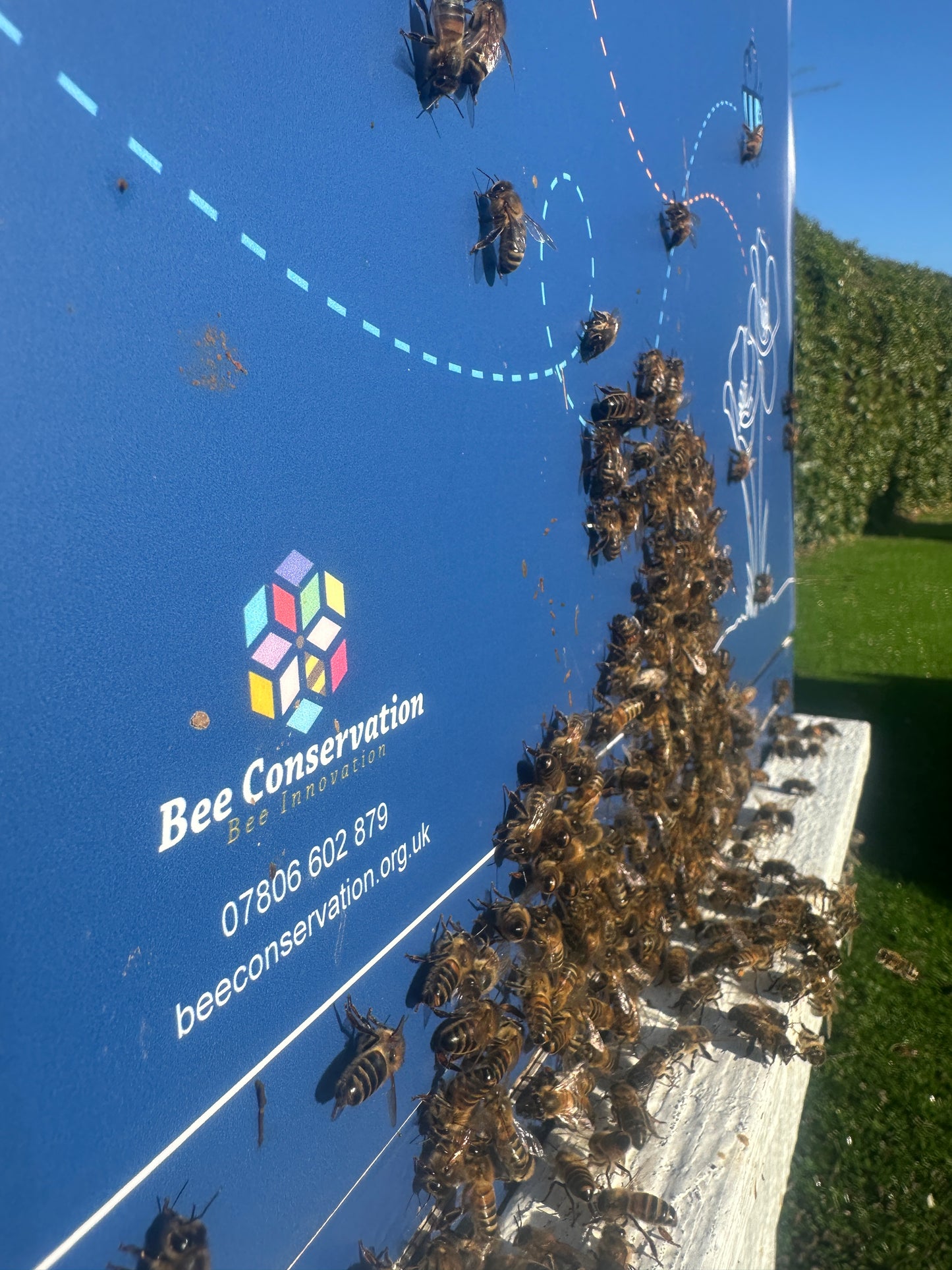 Bees for Sale - National