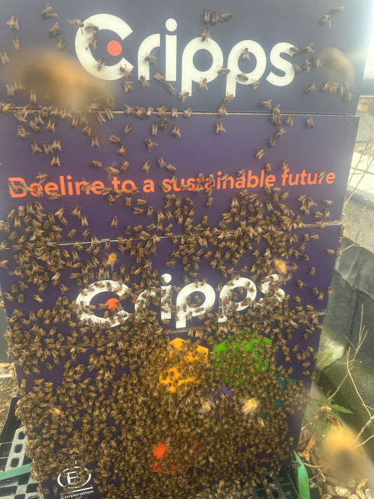 Branded Beehive – Site Visit, Consultation & Bespoke Proposal (Fully Managed Service)