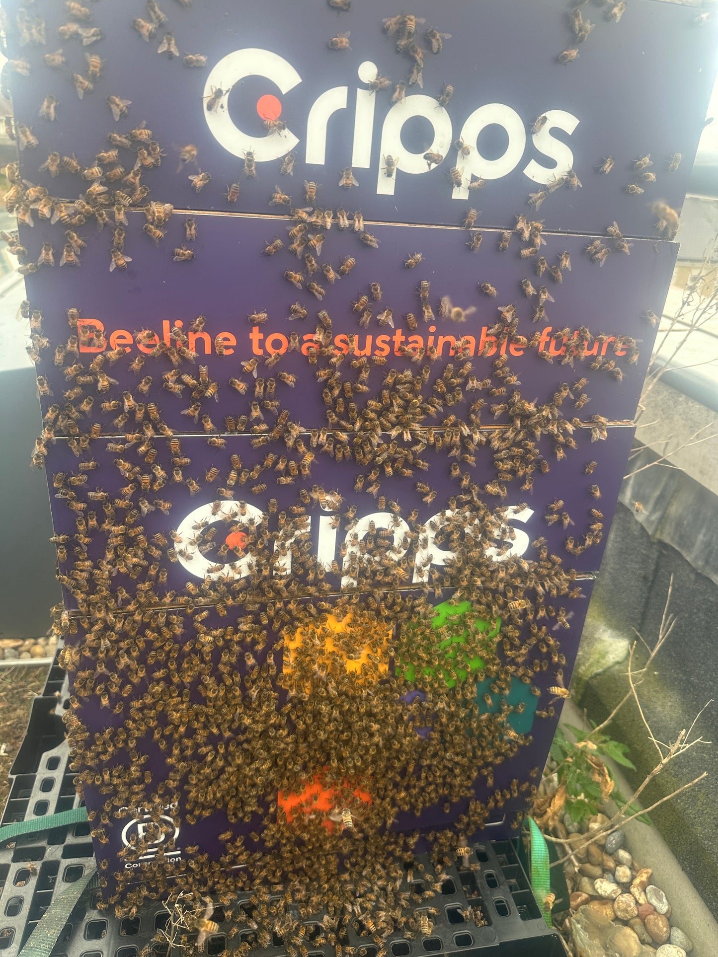 Branded Beehive & Bees – Delivered & Installed (Client Maintains Hive & Bees)