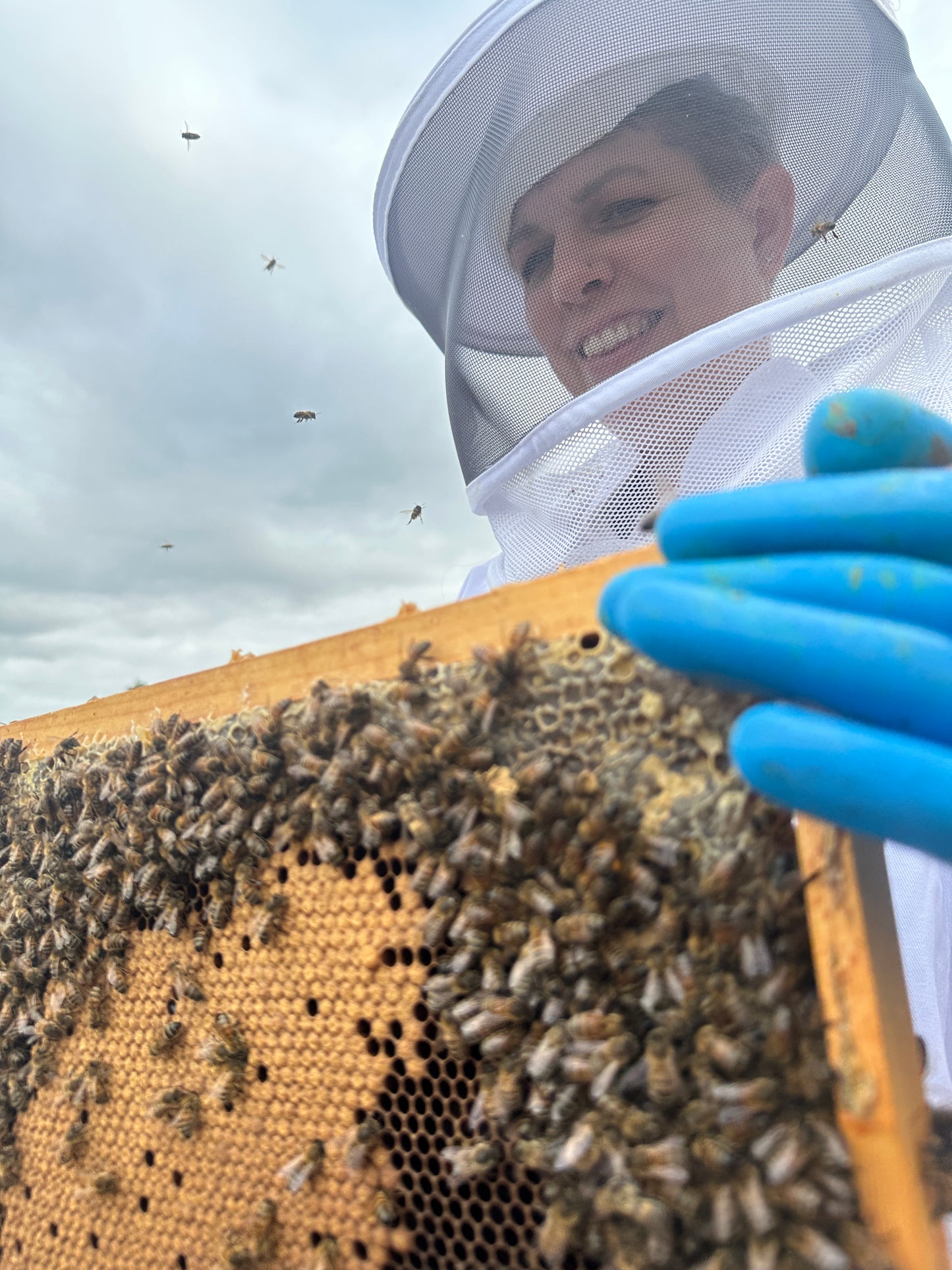 Bees for Sale - National Premium