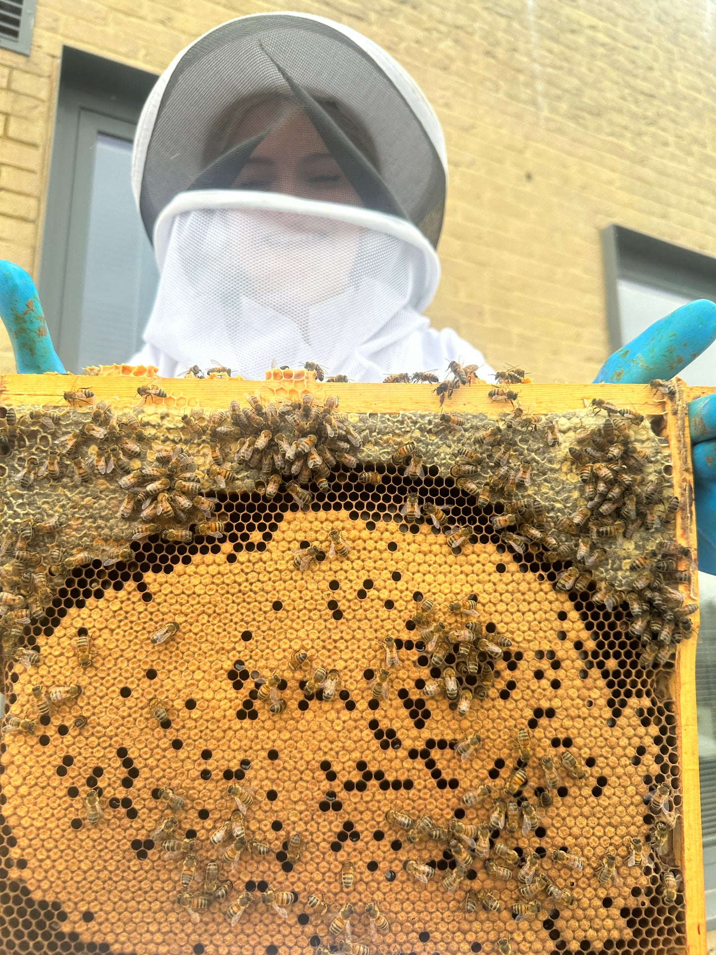 Bees for Sale - National Premium