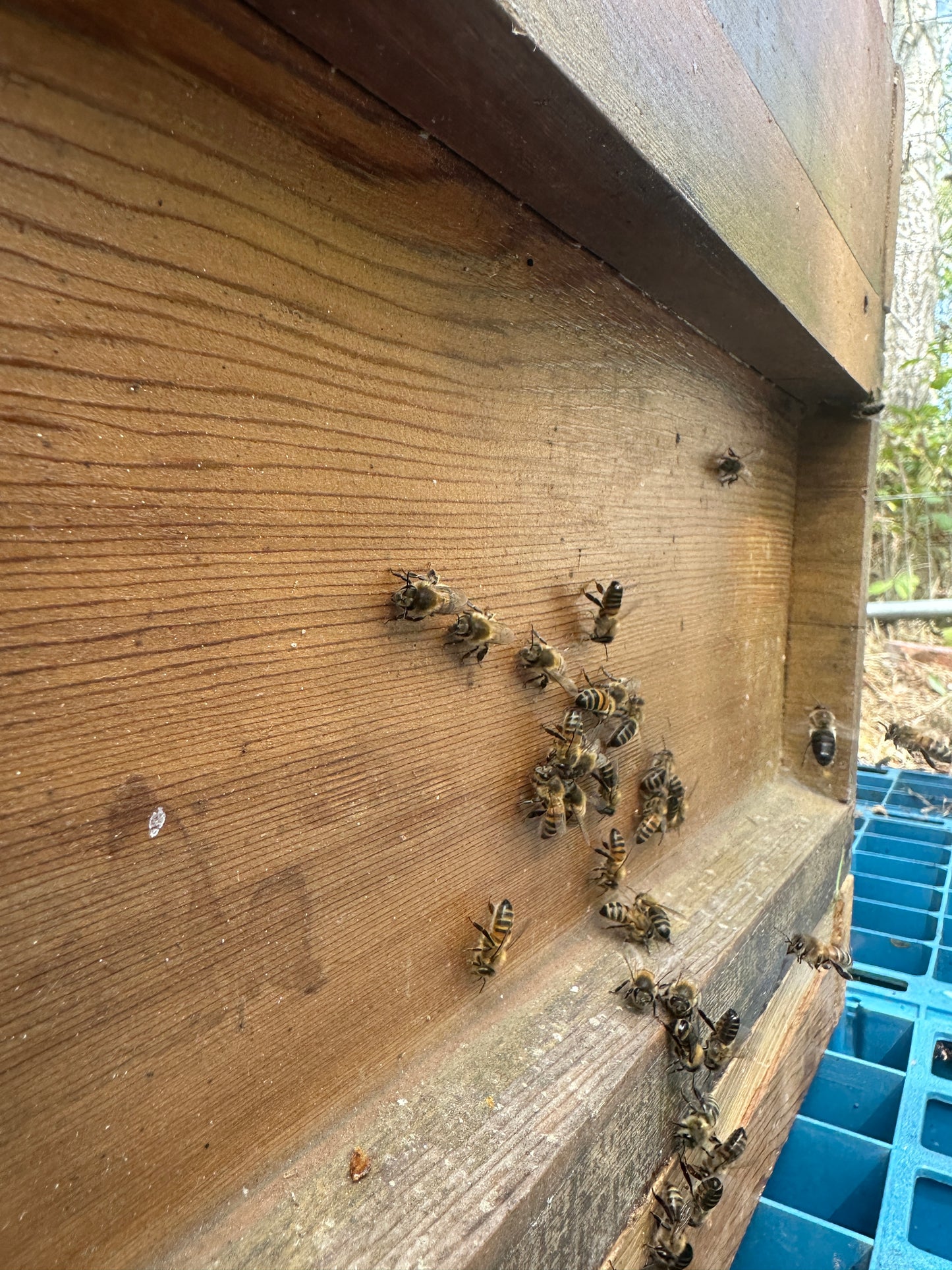 Non Branded Beehives - Hosted on our Charity/Farms