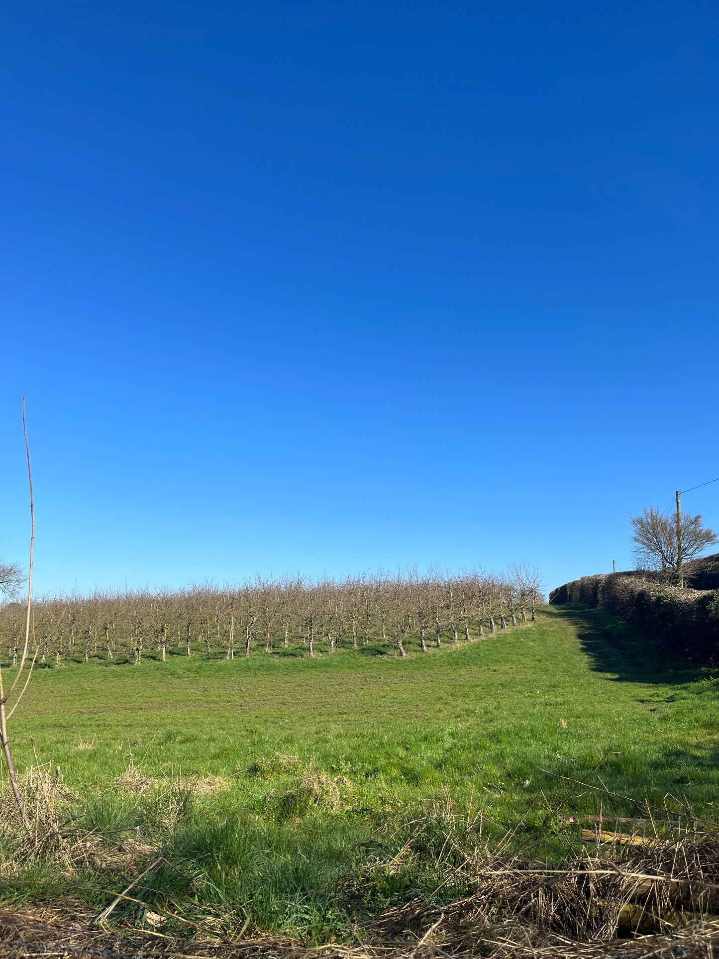 Non Branded Beehives - Hosted on our Charity/Farms