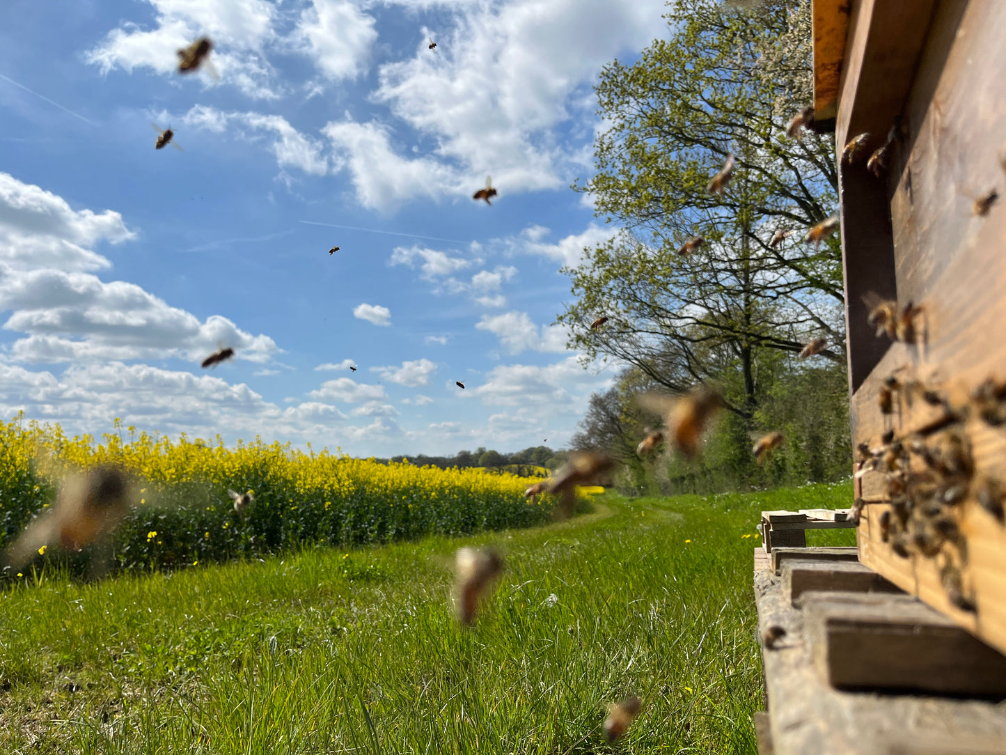 Non Branded Beehives - Hosted on our Charity/Farms