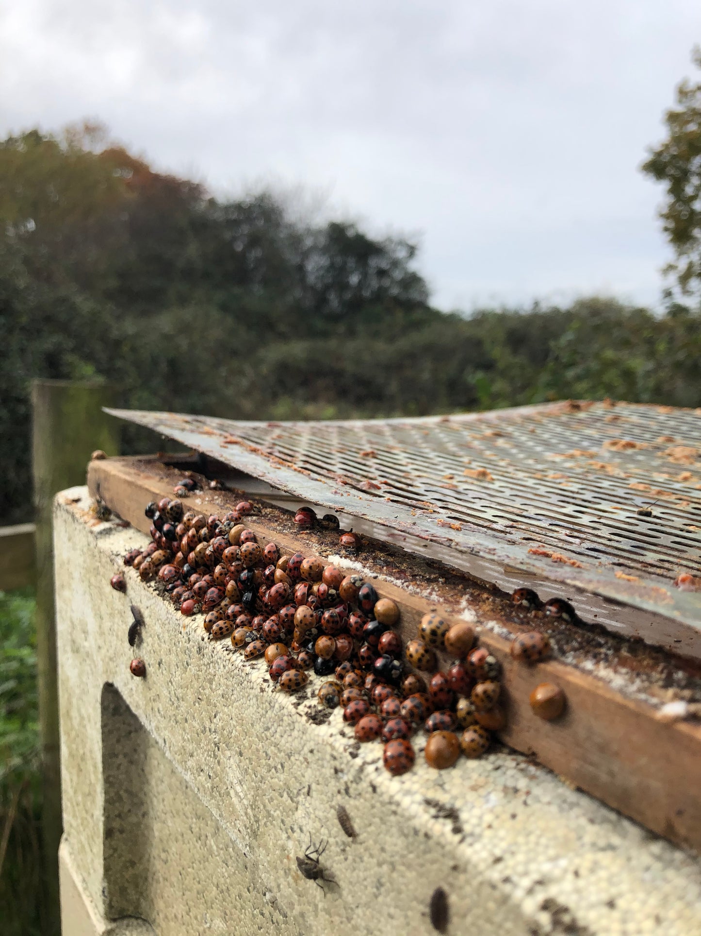 Branded Beehive – Site Visit, Consultation & Bespoke Proposal (Fully Managed Service) Schools & Charities