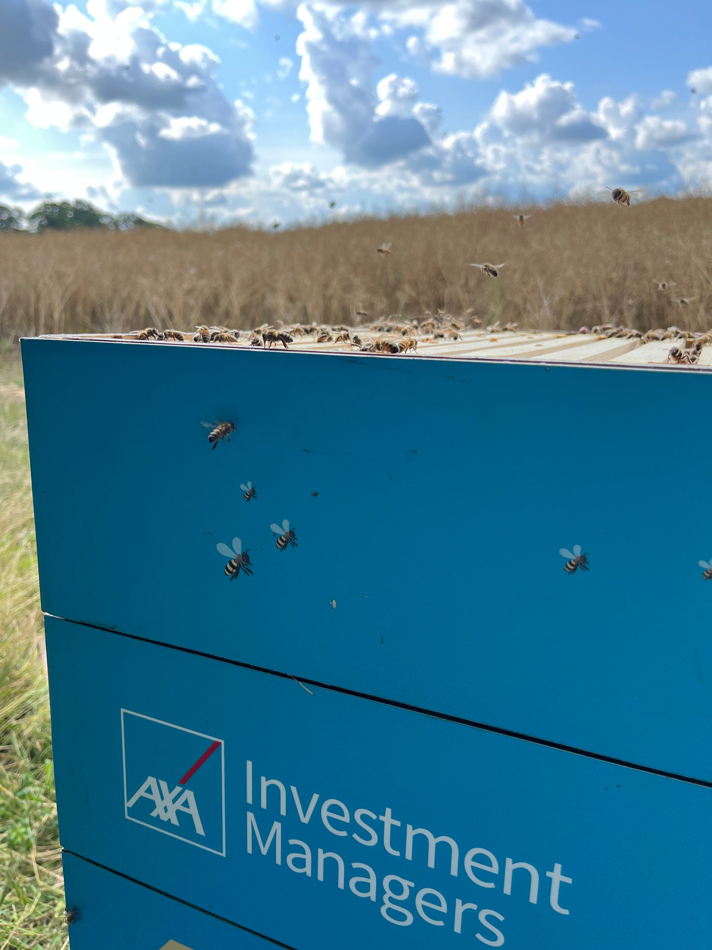 Branded Beehive – Site Visit, Consultation & Bespoke Proposal (Fully Managed Service) Schools & Charities
