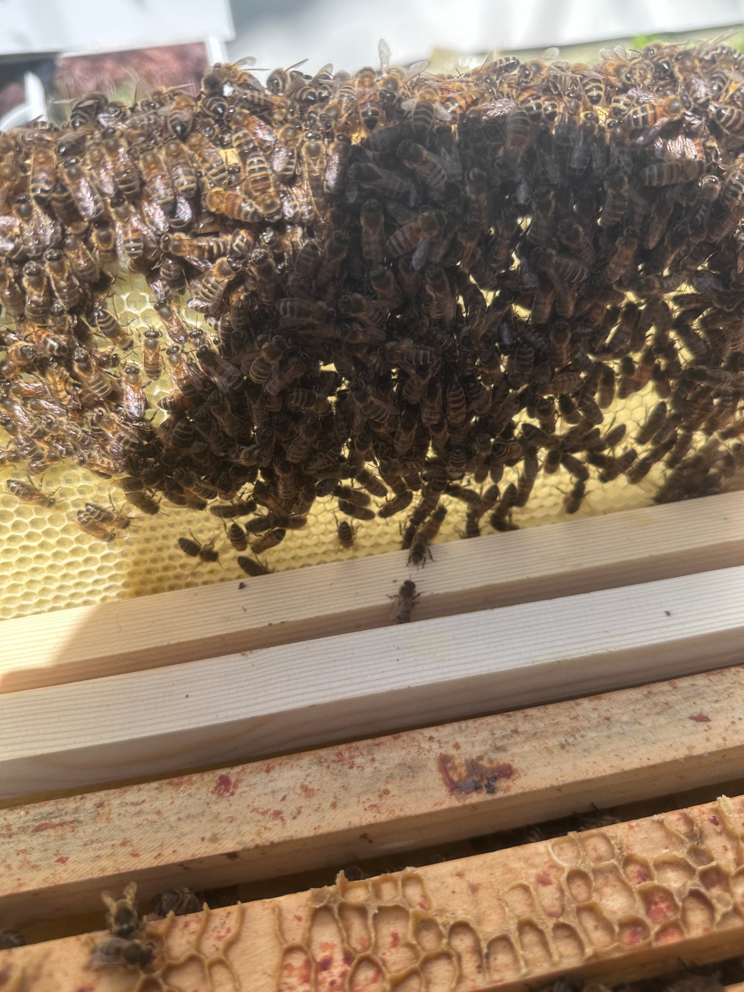Bees for Sale - National