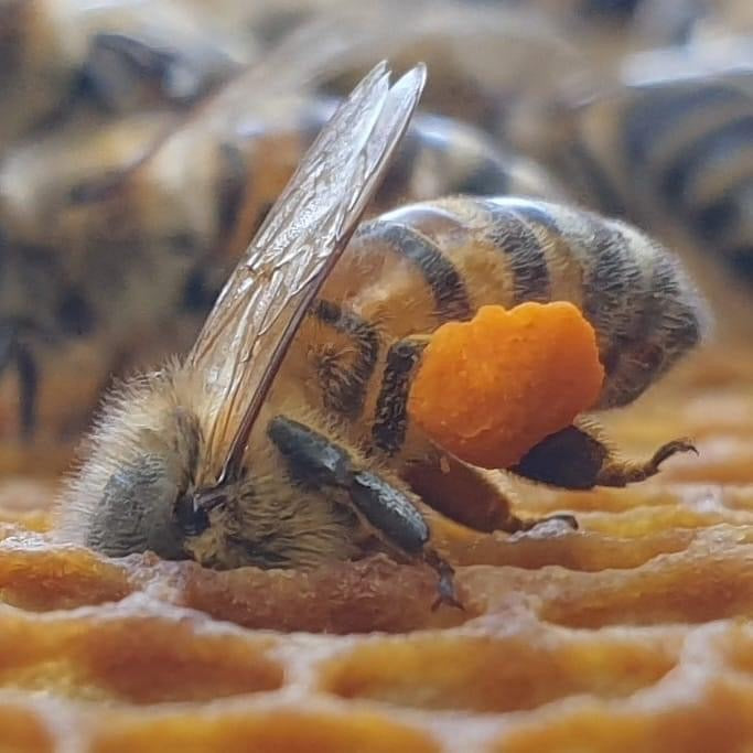 Pollen Test