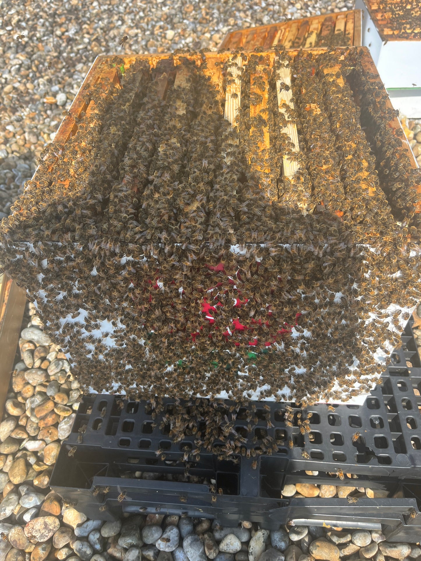 Bees for Sale - National Premium