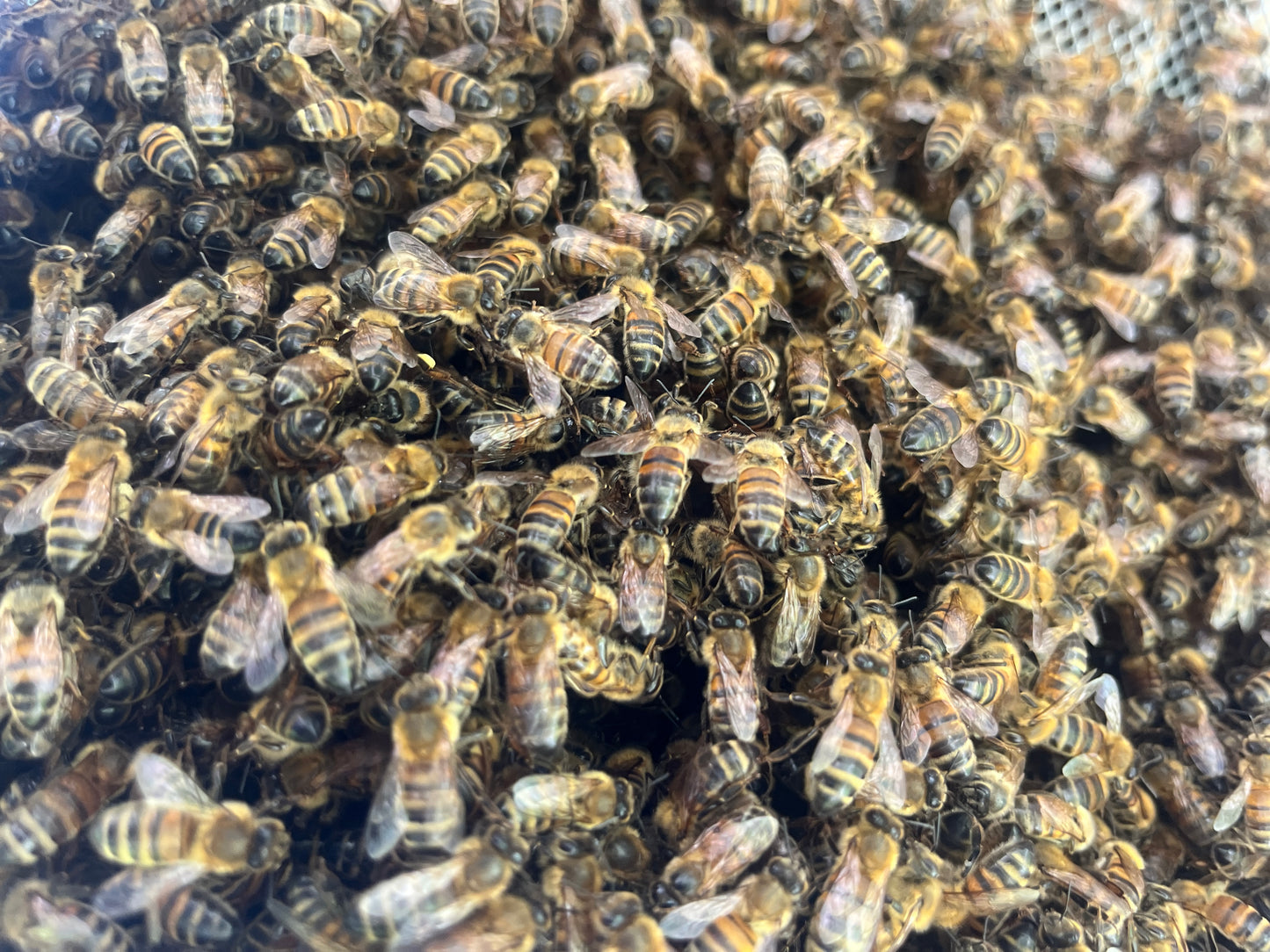 Bees for Sale - National Premium