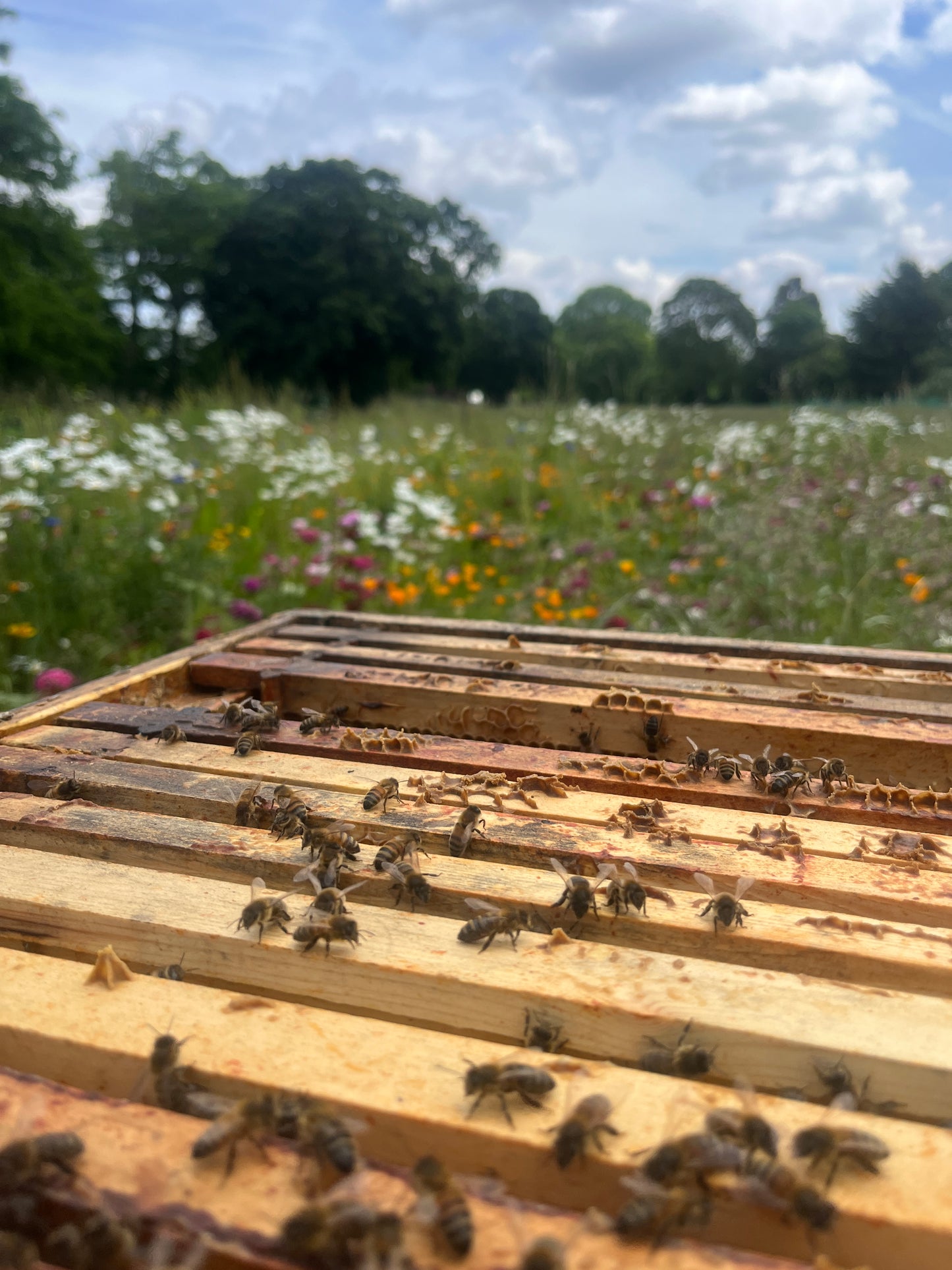 Non Branded Beehives - Hosted on our Charity/Farms