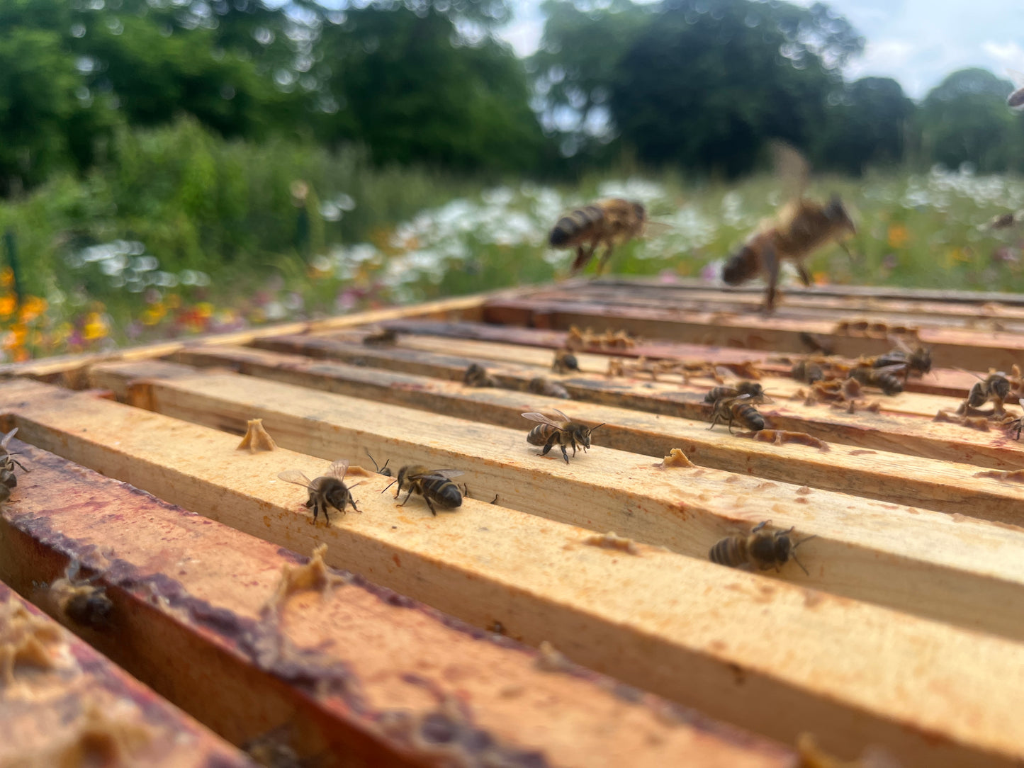 Non Branded Beehives - Hosted on our Charity/Farms