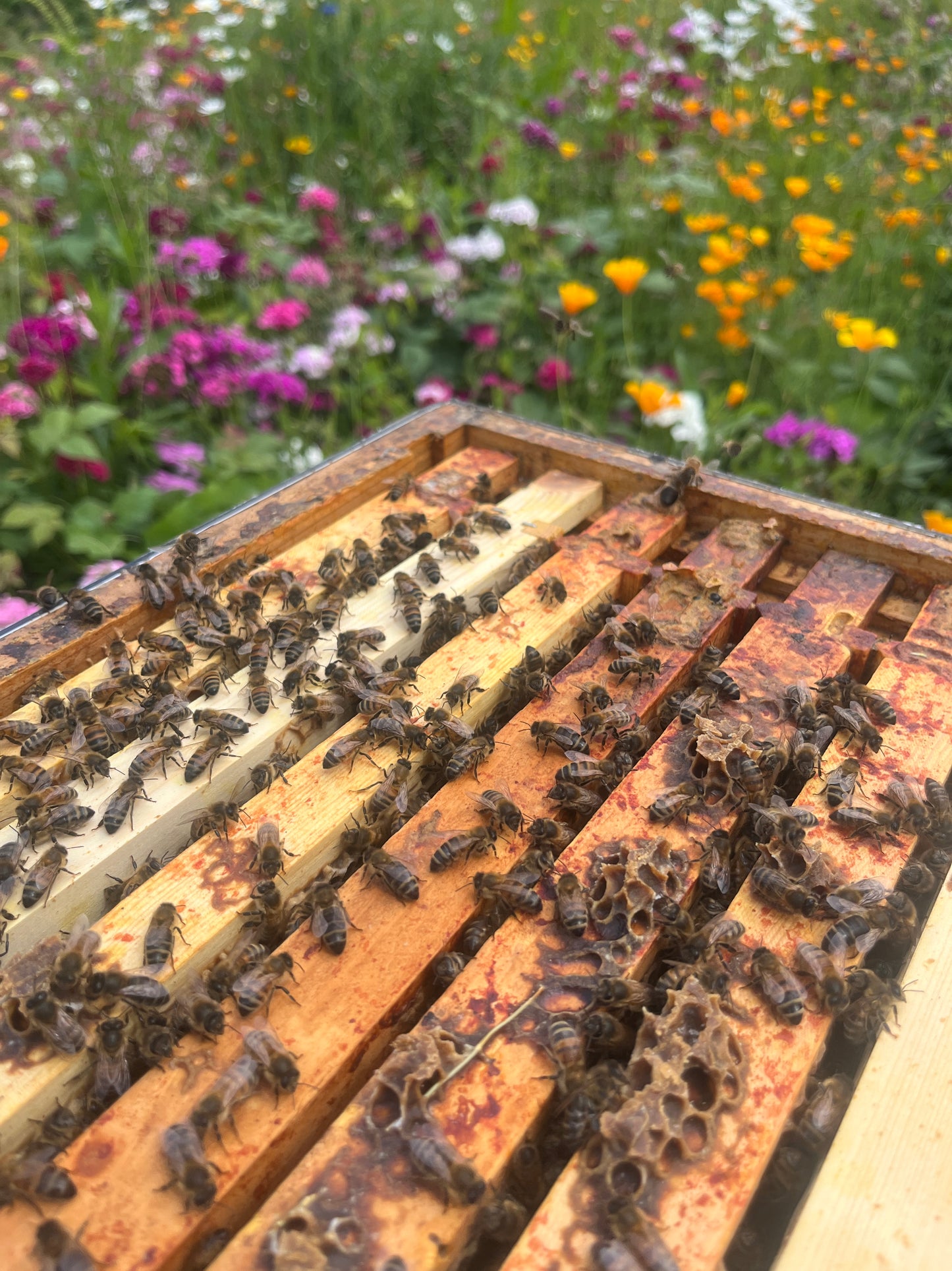 Bees for Sale - National Premium