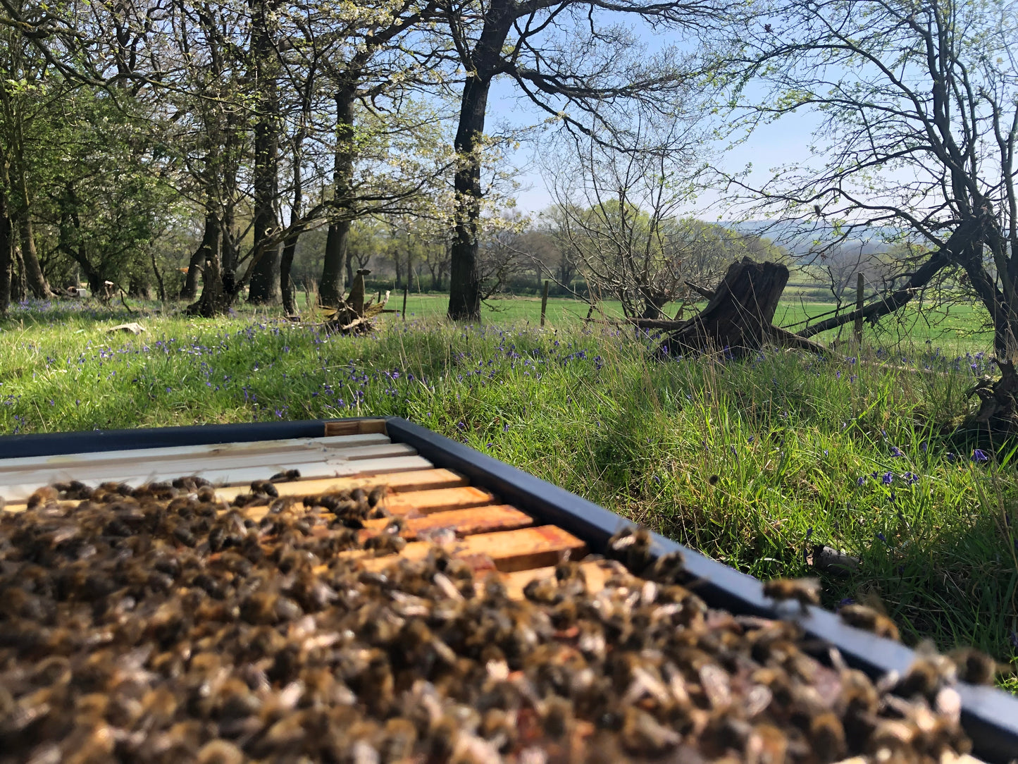 Bees for Sale - National Premium
