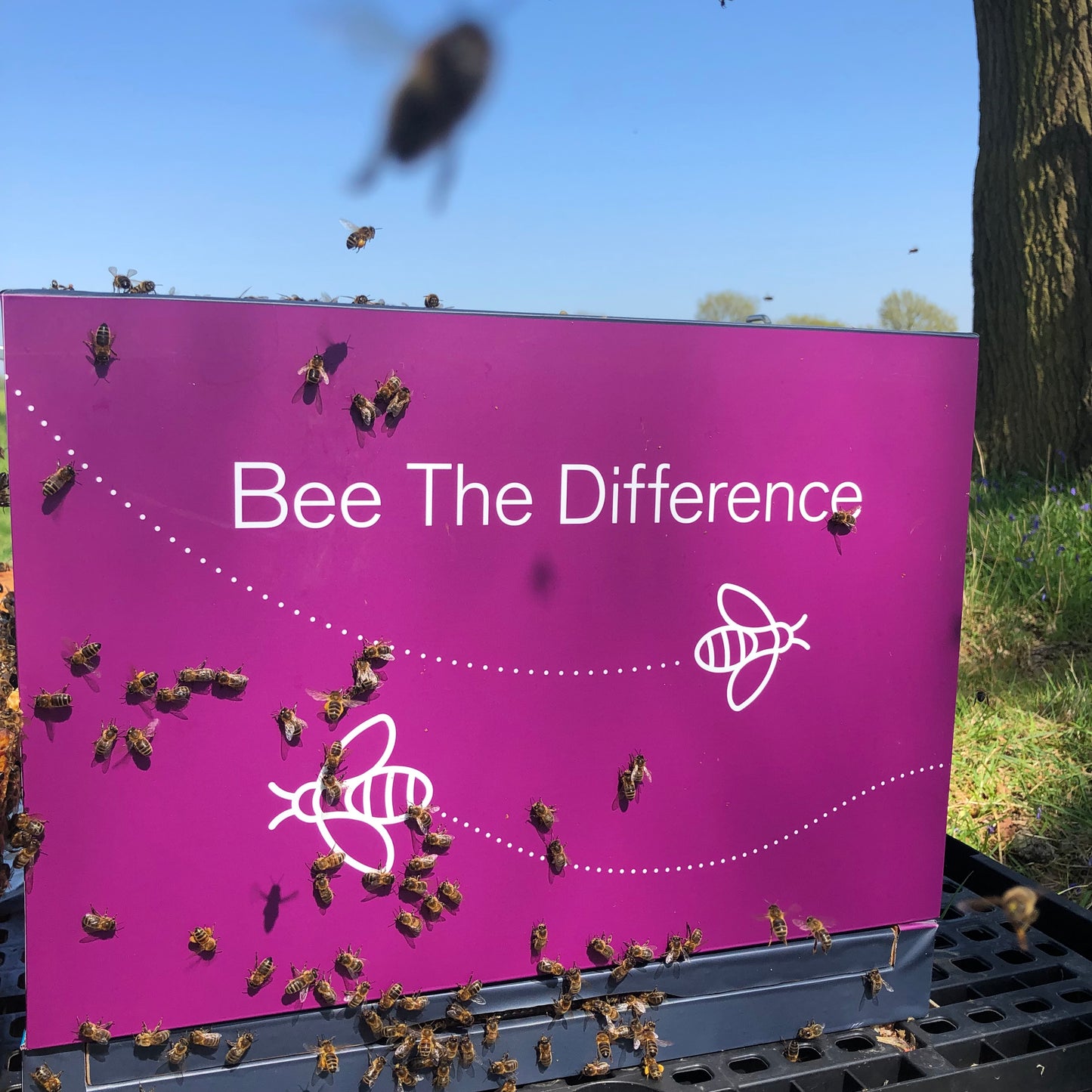 Branded Beehive – Site Visit, Consultation & Bespoke Proposal (Fully Managed Service)