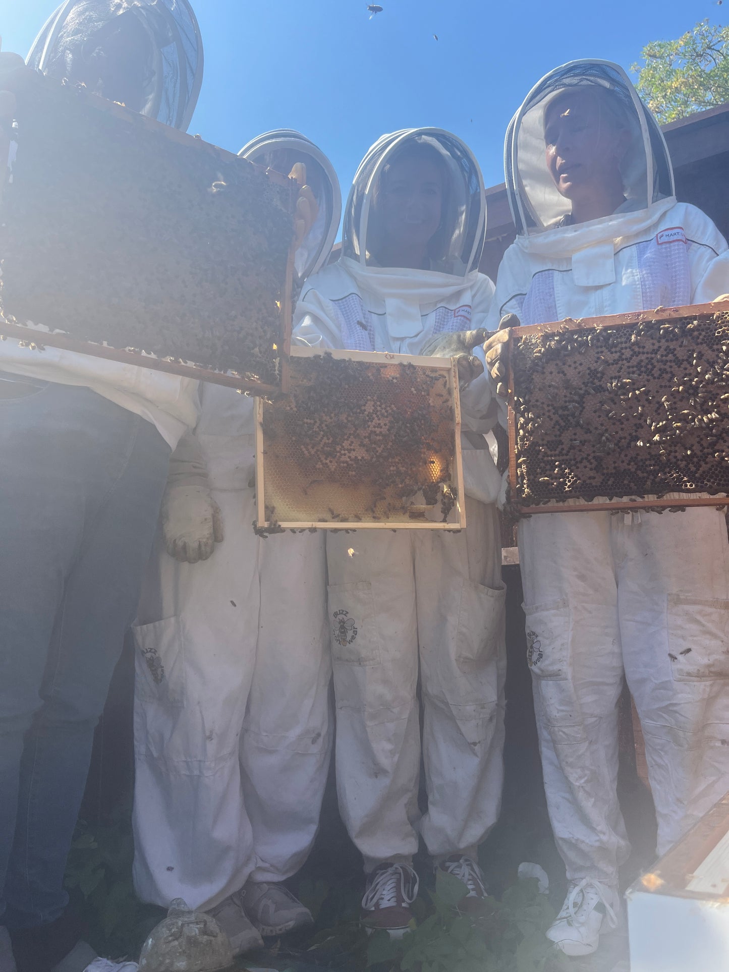 Branded Beehive – Site Visit, Consultation & Bespoke Proposal (Fully Managed Service) Schools & Charities