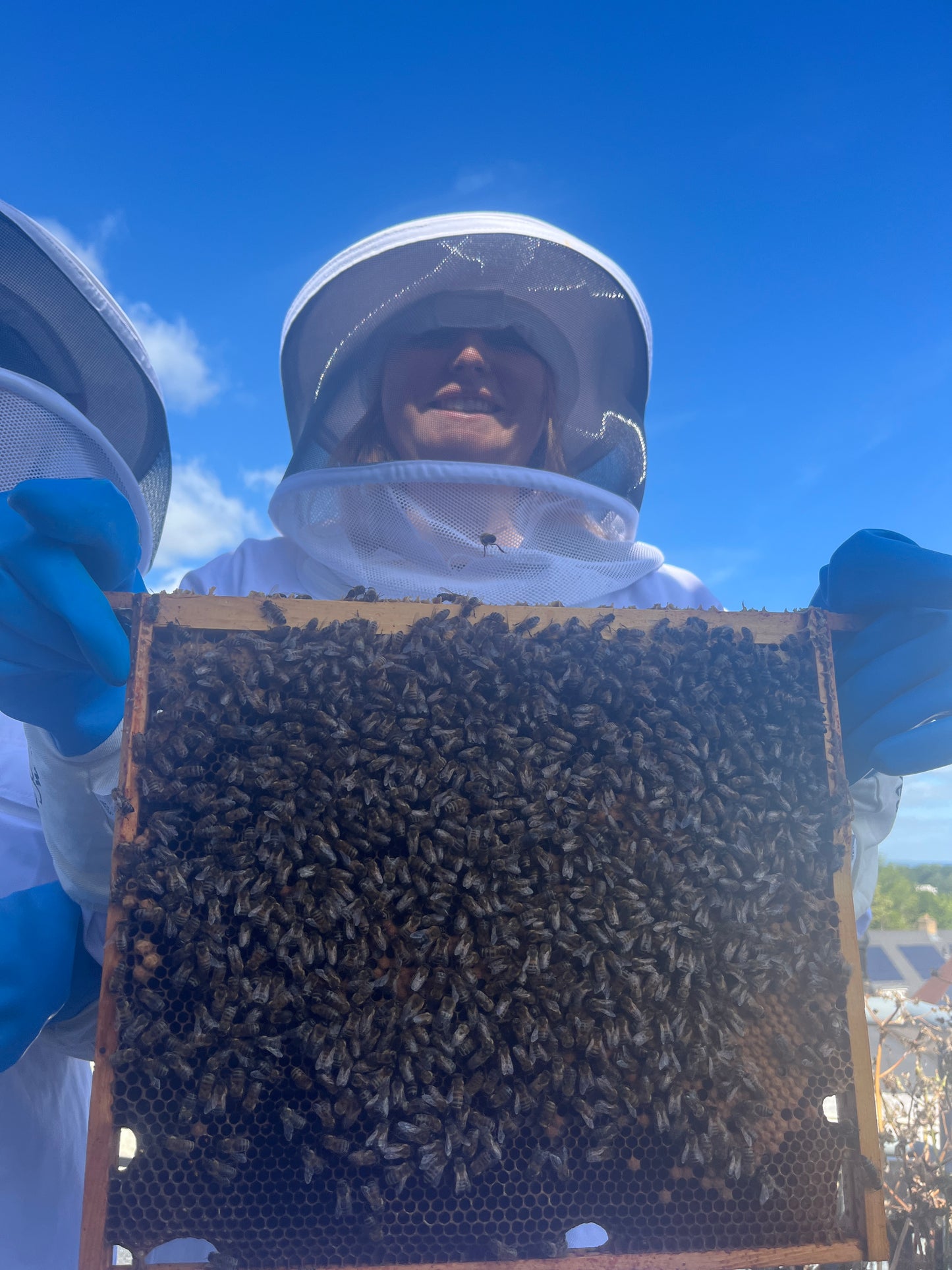 Branded Beehive – Site Visit, Consultation & Bespoke Proposal (Fully Managed Service) Schools & Charities