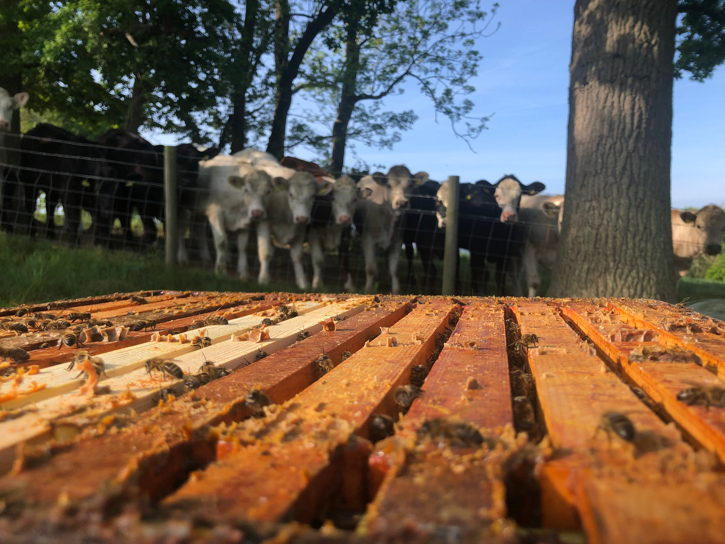 Non Branded Beehives - Hosted on our Charity/Farms