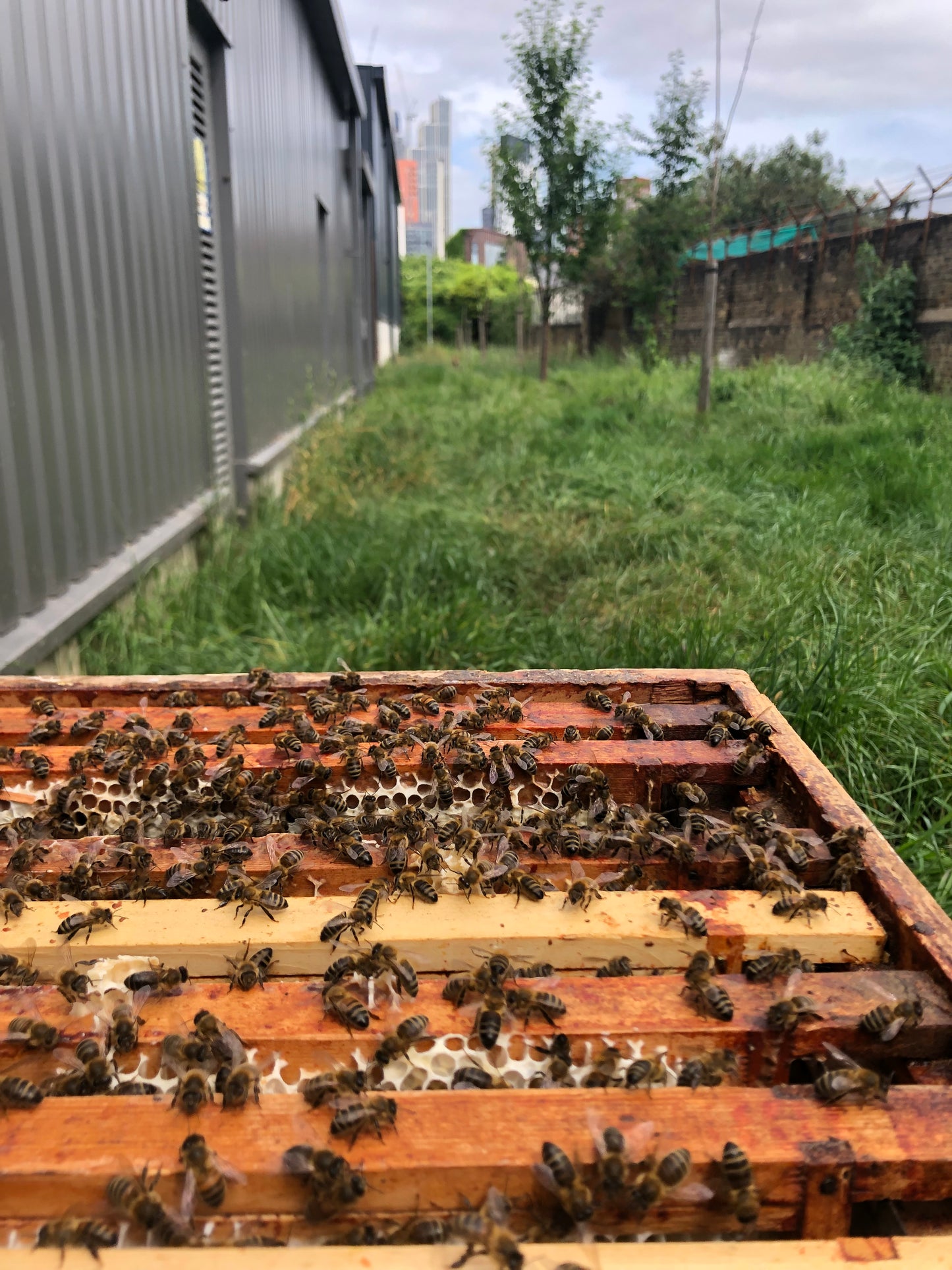 Non Branded Beehives - Hosted on our Charity/Farms