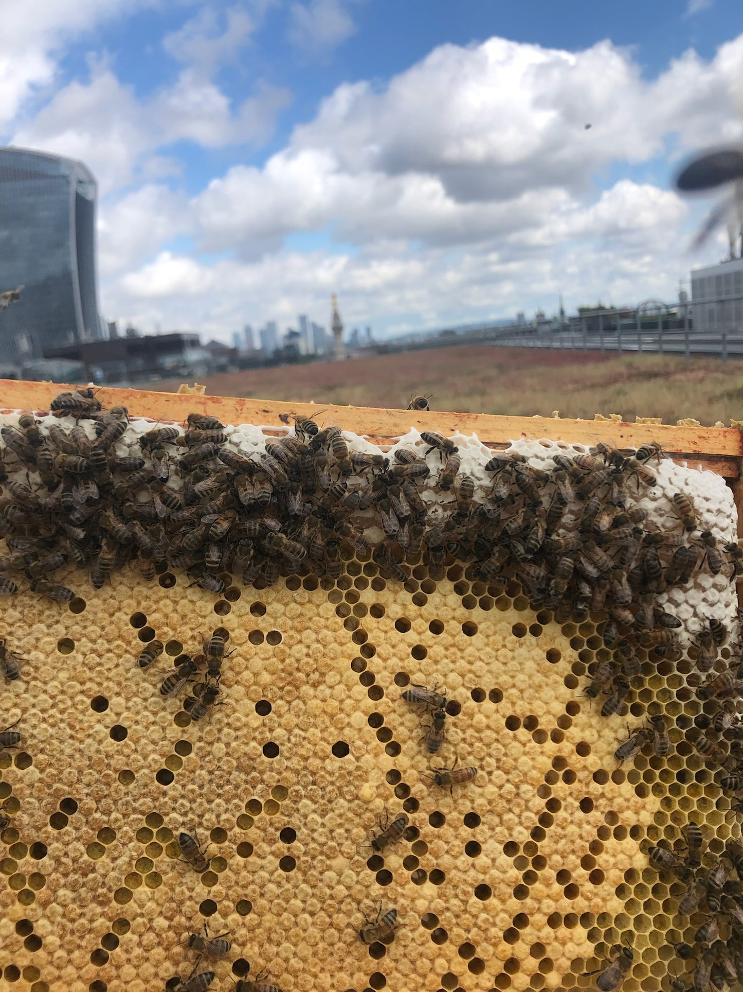 Bees for Sale - National Premium