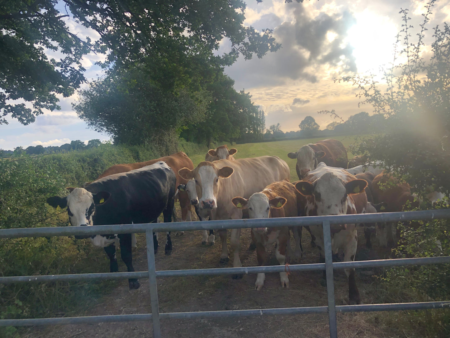 Non Branded Beehives - Hosted on our Charity/Farms