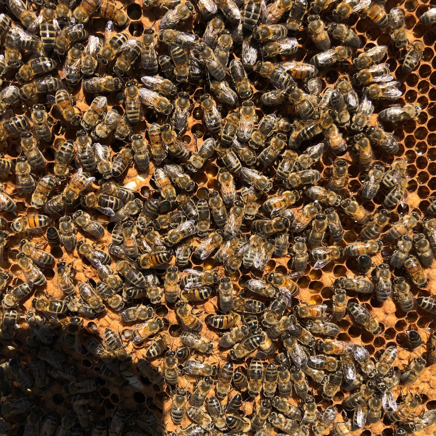Non Branded Beehives - Hosted on our Charity/Farms