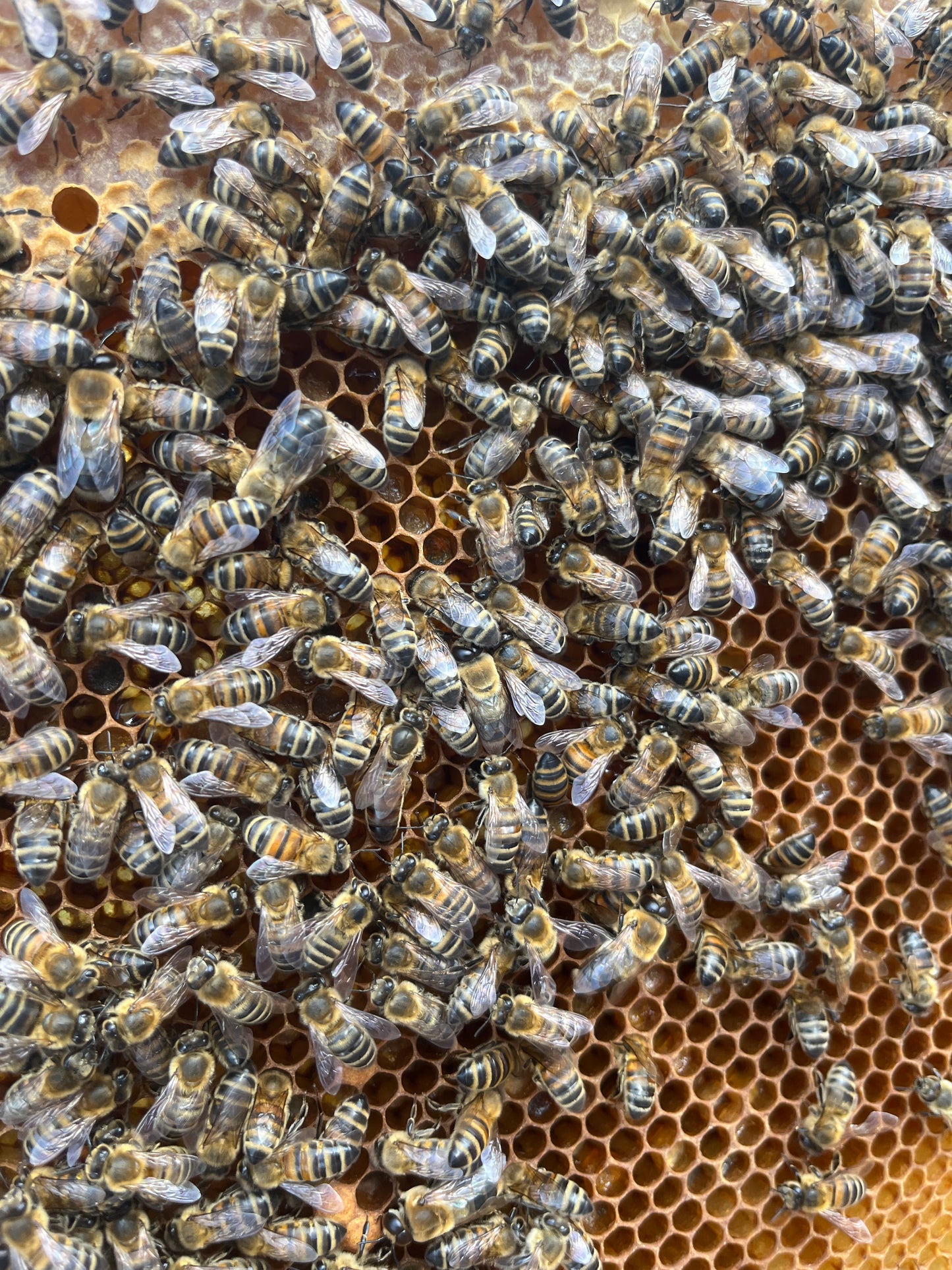 Bees for Sale - National