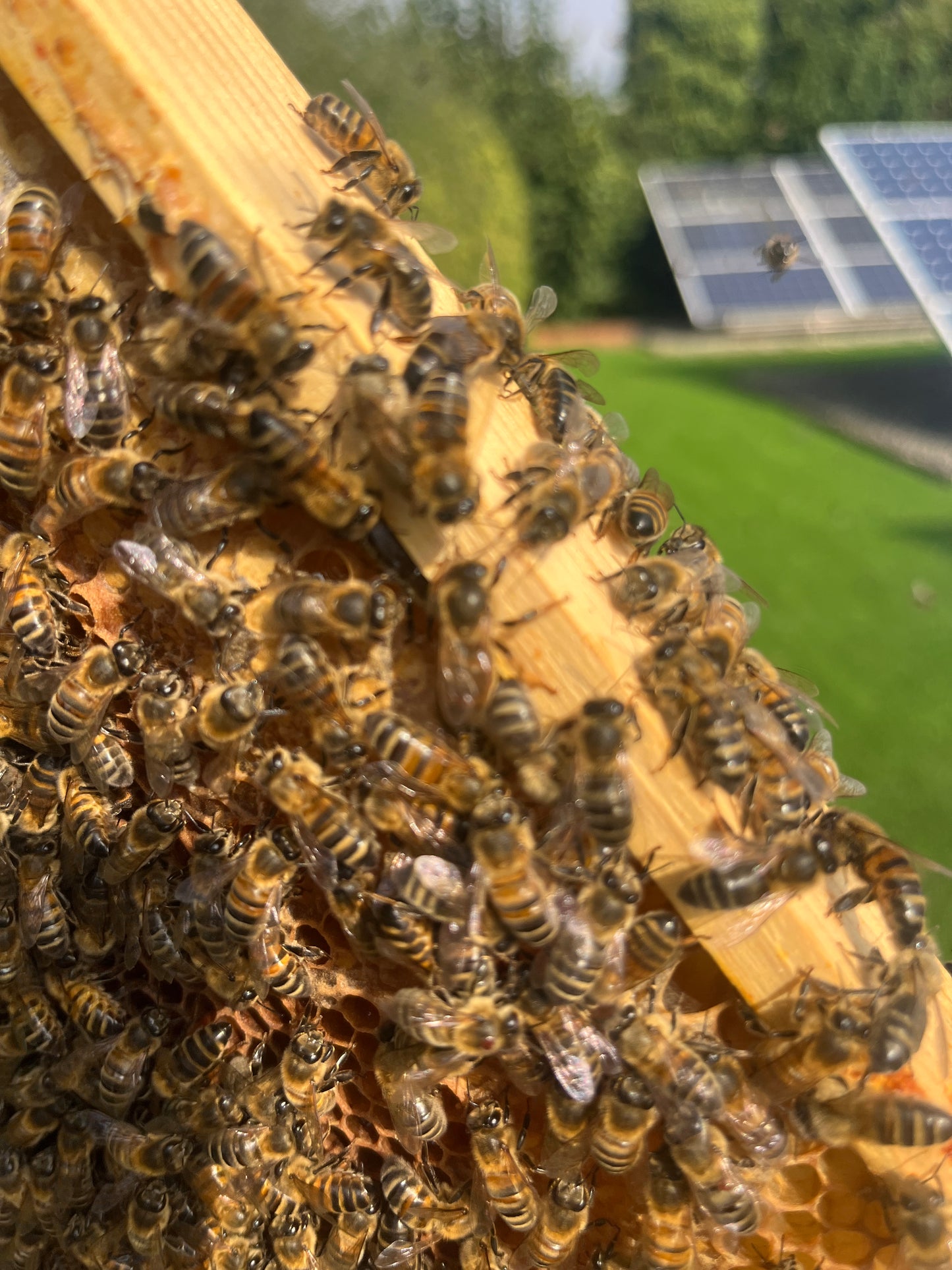 Non Branded Beehives - Hosted on our Charity/Farms