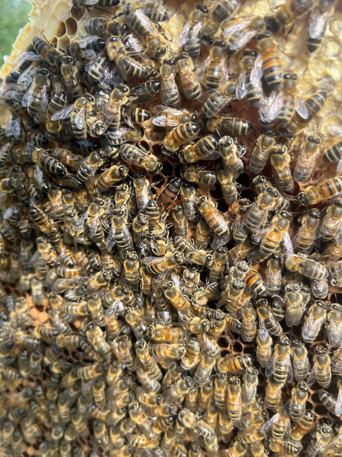 Mobile beehive full day - Schools & Charities