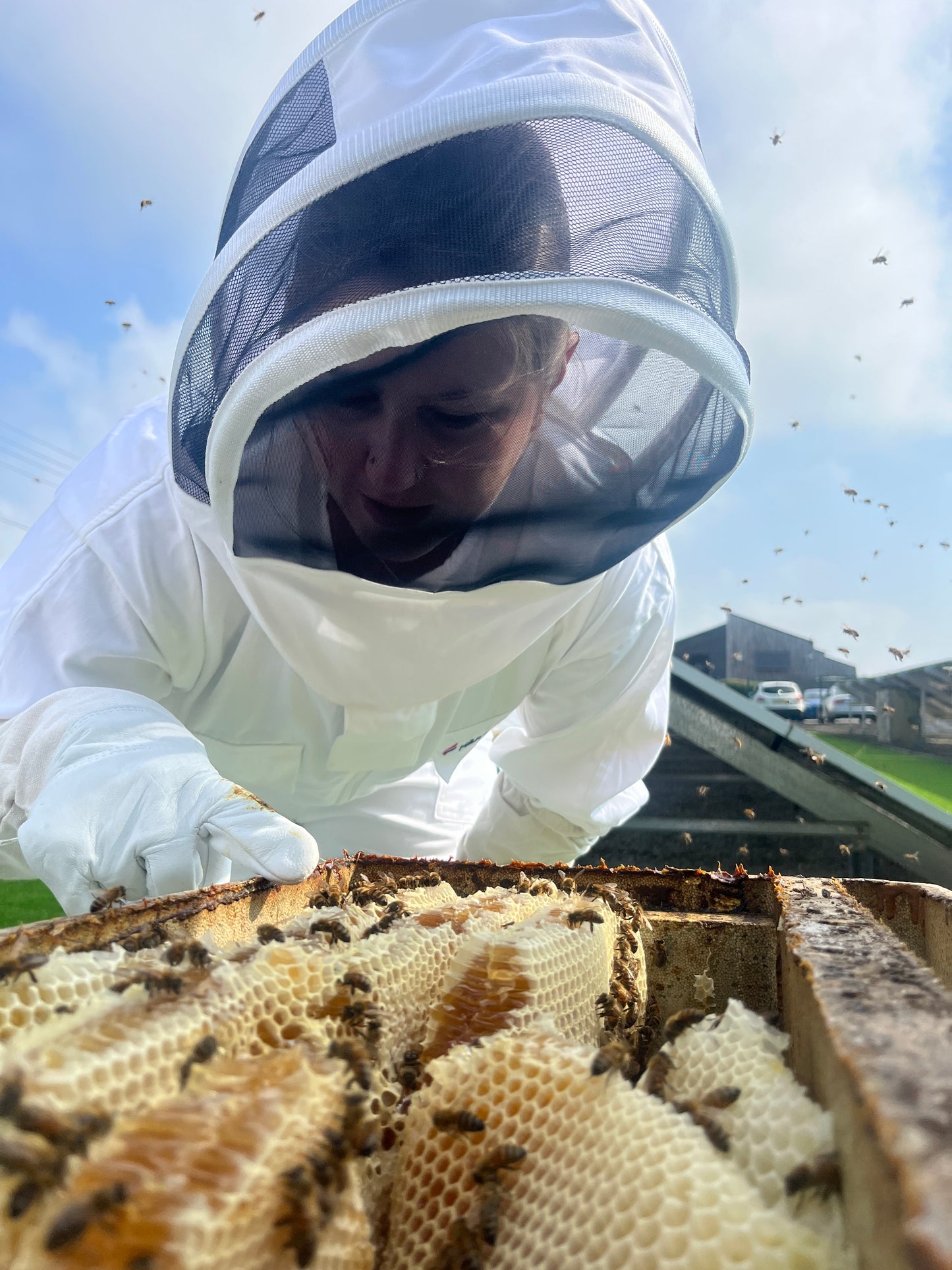Branded Beehive – Site Visit, Consultation & Bespoke Proposal (Fully Managed Service) Schools & Charities