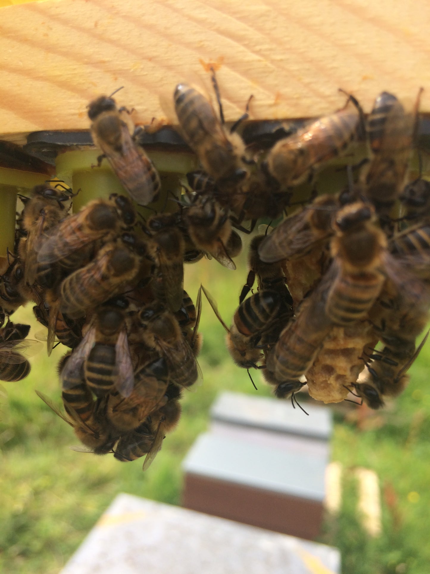 queen cells honey bees
