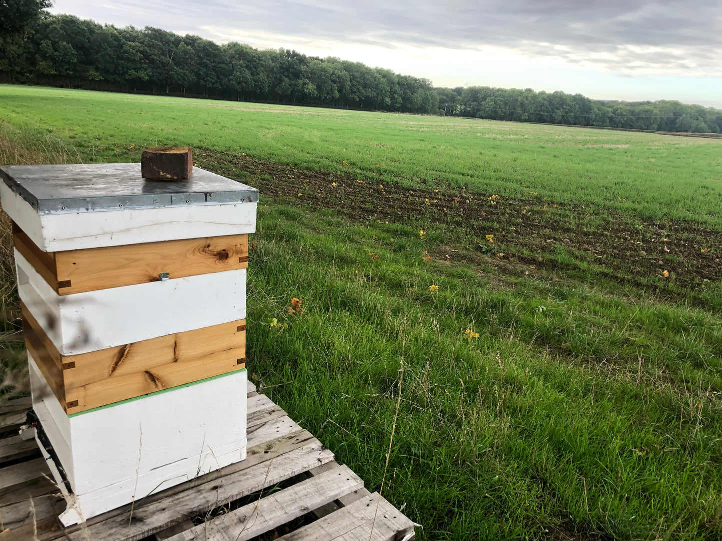 Non Branded Beehives - Hosted on our Charity/Farms