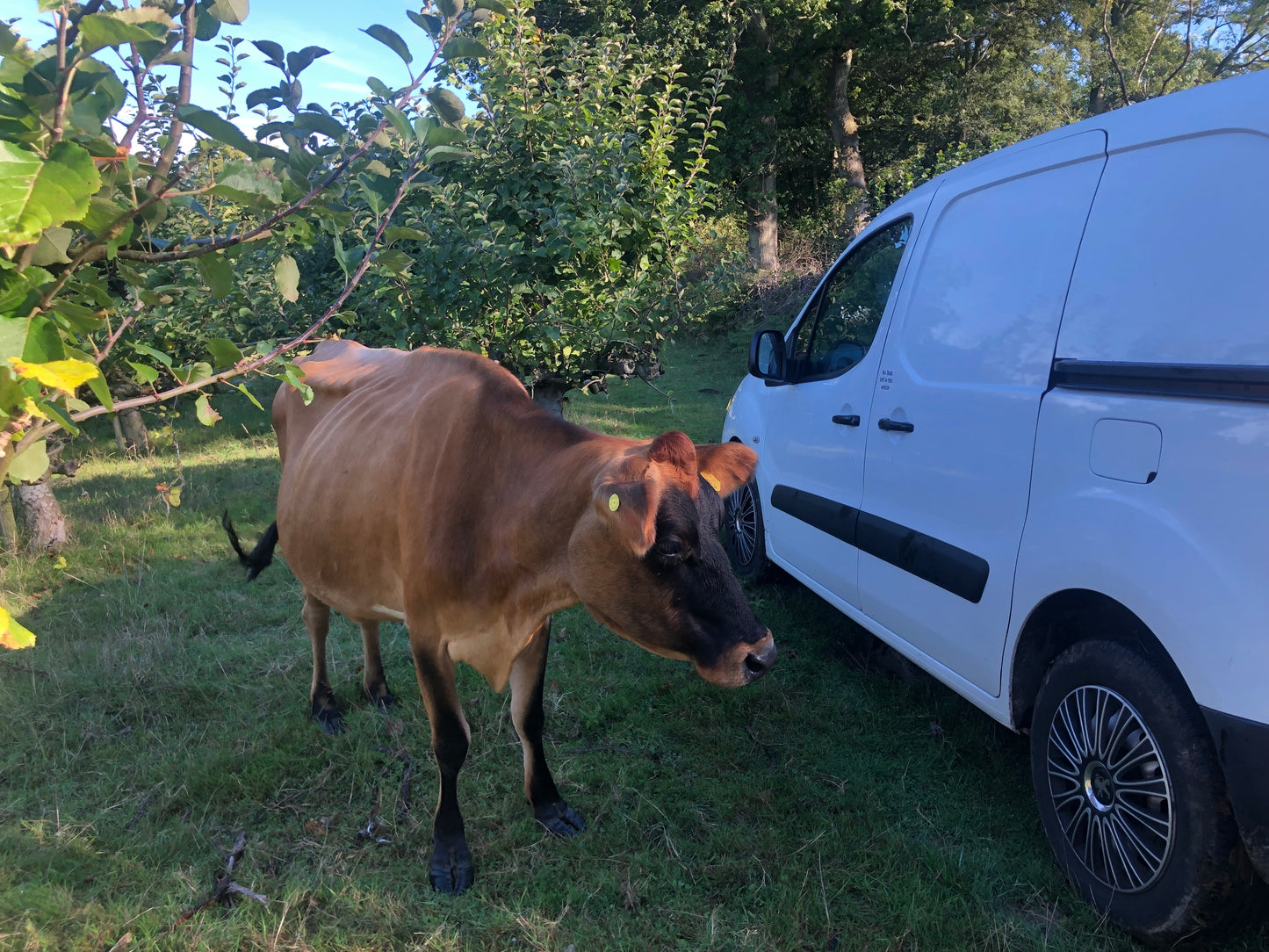 Non Branded Beehives - Hosted on our Charity/Farms