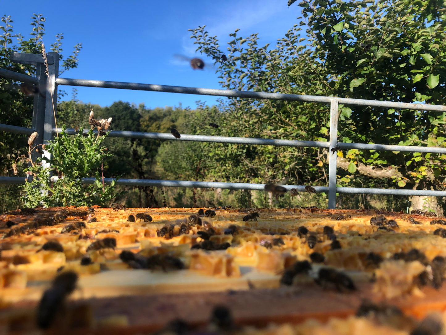 Non Branded Beehives - Hosted on our Charity/Farms