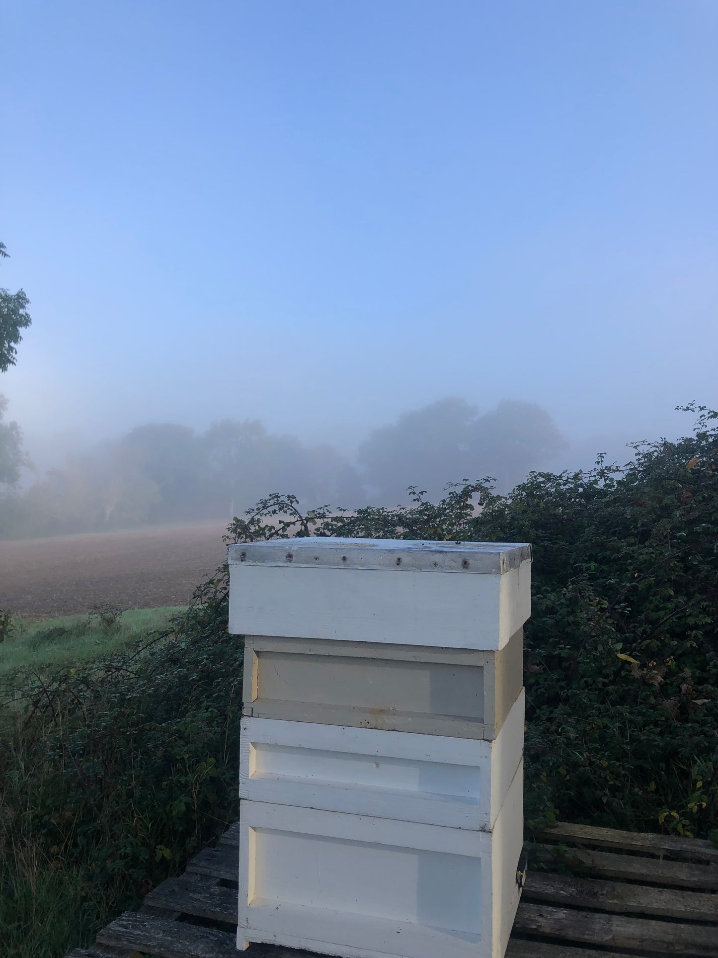 Non Branded Beehives - Hosted on our Charity/Farms