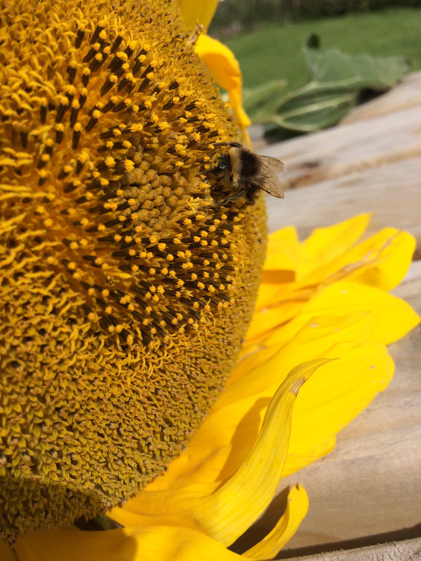 Non Branded Beehives - Hosted on our Charity/Farms