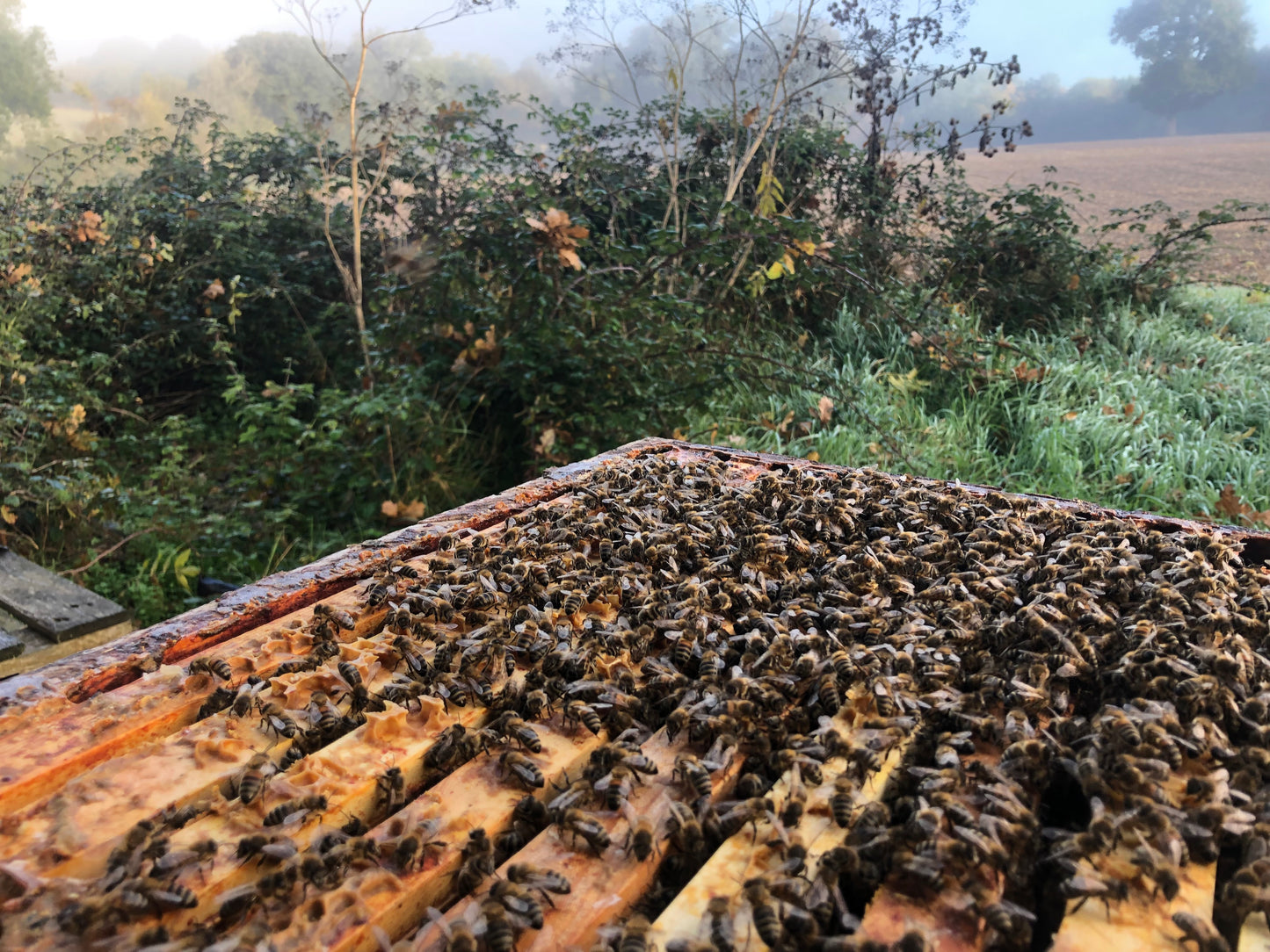 Non Branded Beehives - Hosted on our Charity/Farms
