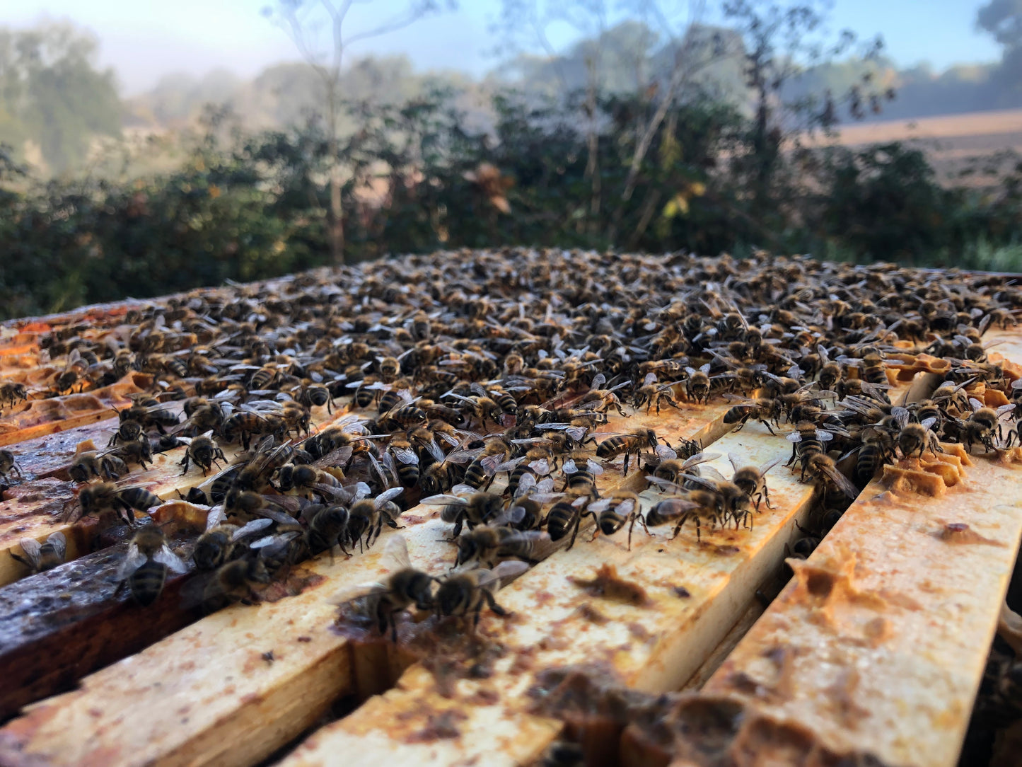 Bees for Sale - National Premium