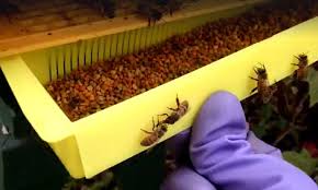 Pollen Test