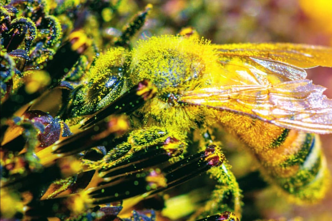 Bee Pollen 