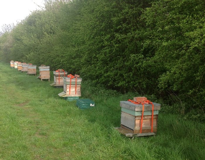 Non Branded Beehives - Hosted on our Charity/Farms