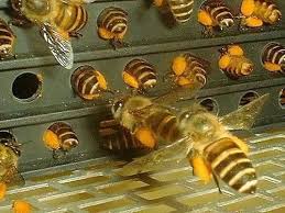 Pollen Test