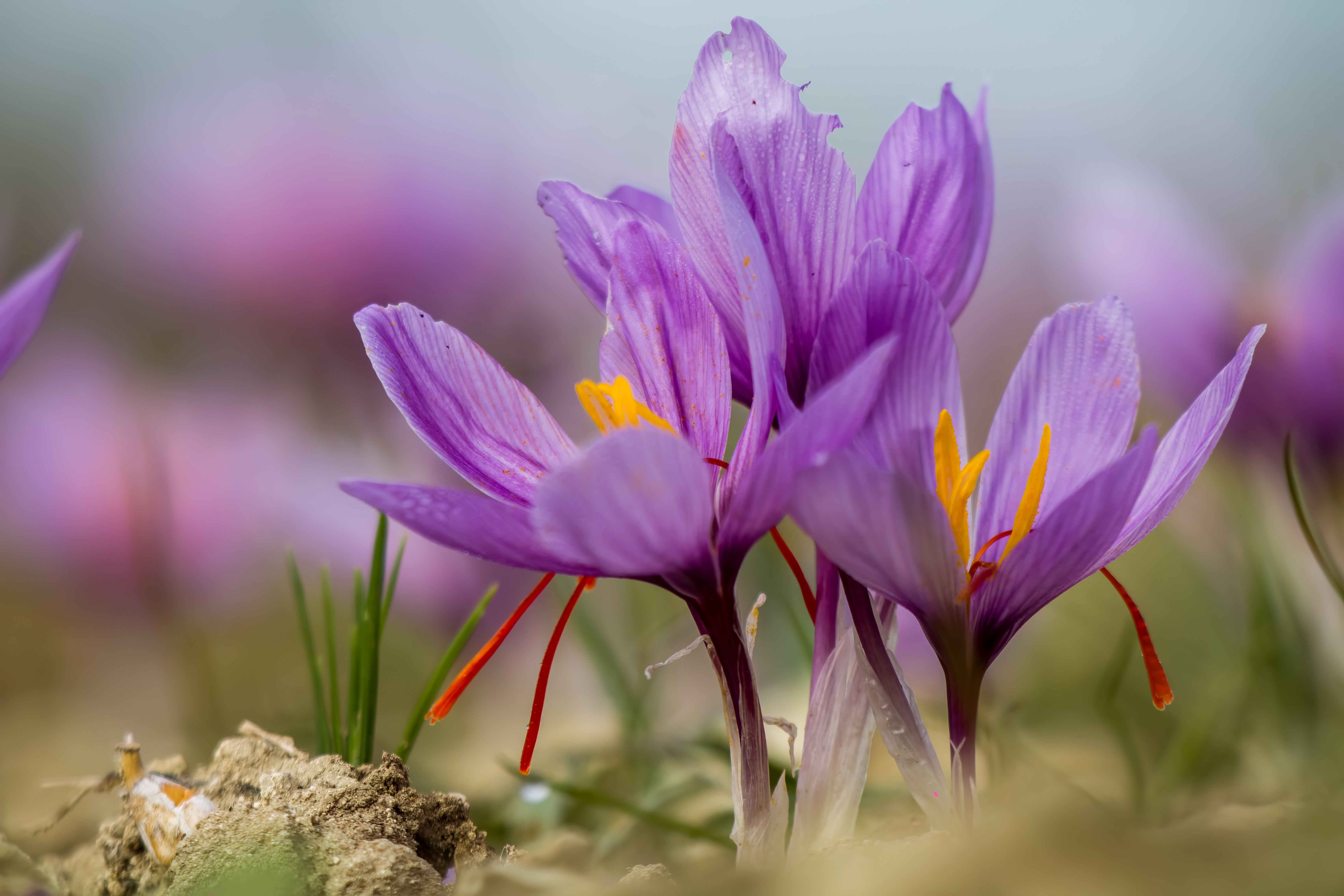 Plants for Pollinators – thaliawhite