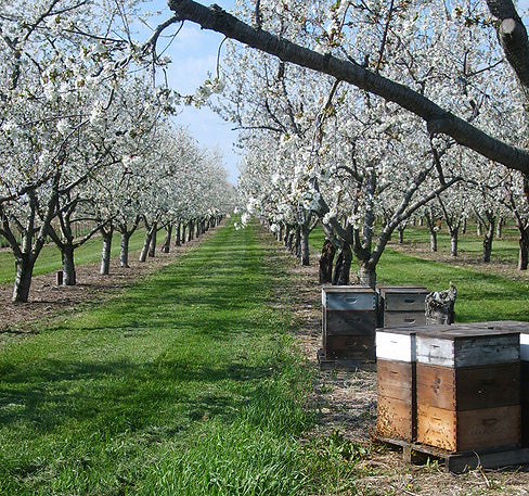 Pollinating Service Professional Pollination Service UK | Bee Conservation UK – thaliawhite